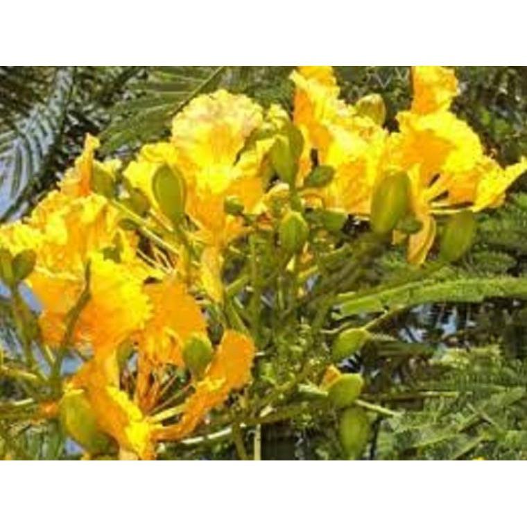 Cây giống hoa phượng - hoa vàng- siêu đẹp- bền