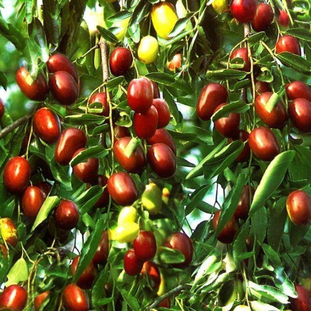 CÂY GIỐNG TÁO ĐỎ TÂN CƯƠNG , CAM KẾT GIỐNG CHUẨN F1