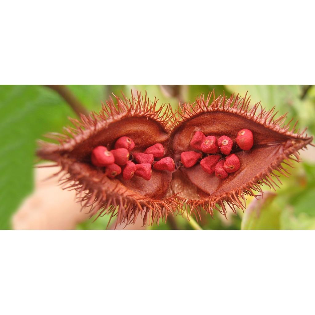 Combo 2 Túi Hạt Điều Màu Ông Chà Và 500gr (Annatto Seeds)