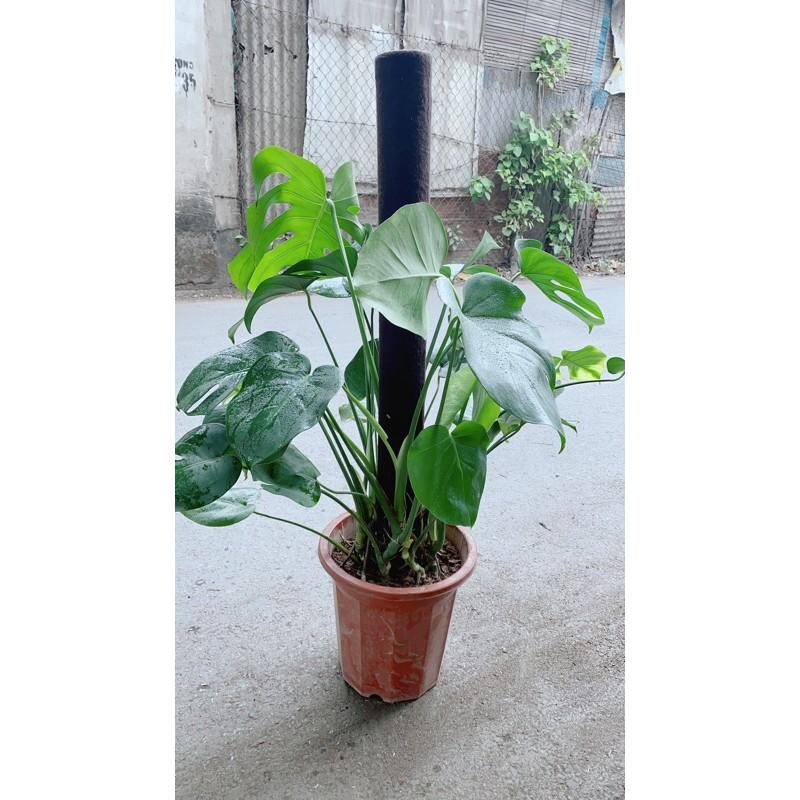 Trầu Bà Lá Rách Leo