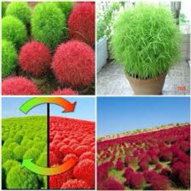 Hạt giống cỏ đổi màu- Vườn Xanh