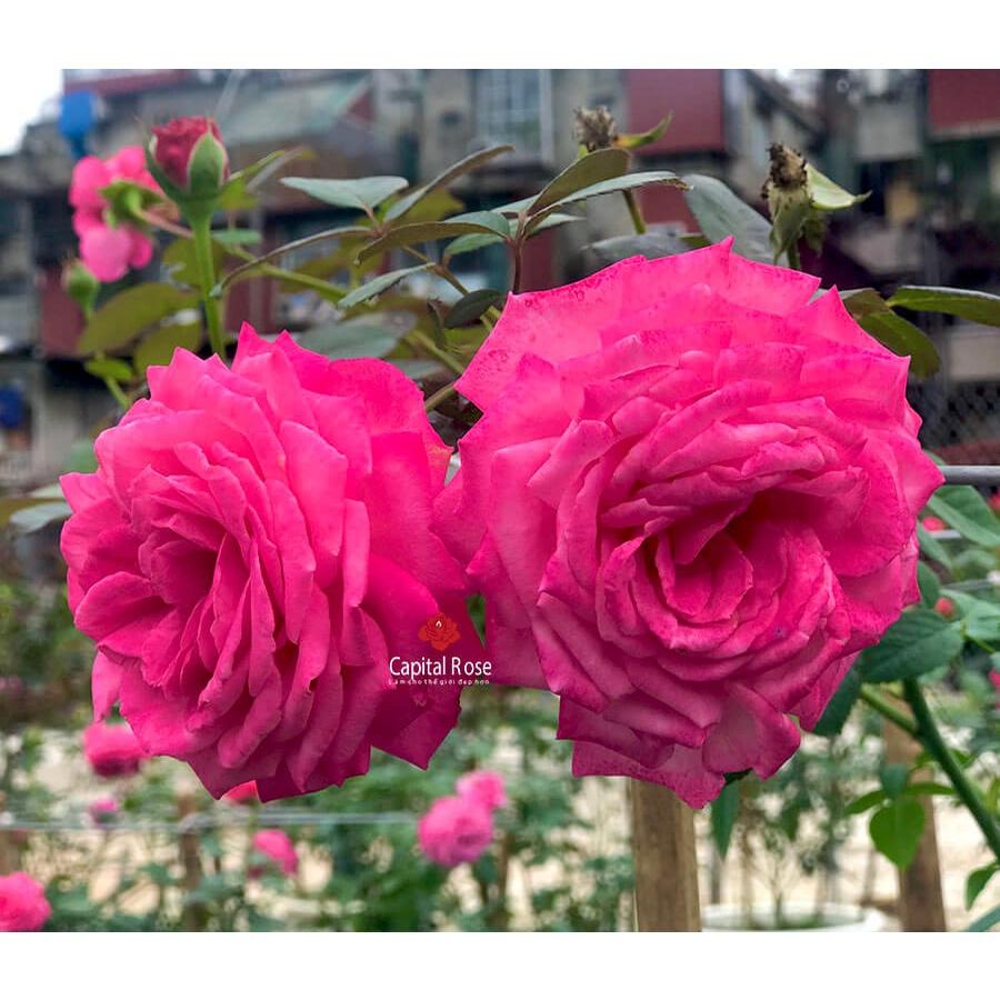 Hoa hồng ngoại Pink Peace siêu đẹp