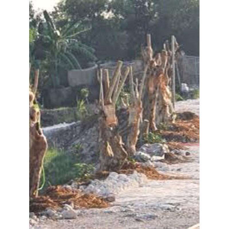 DINH DƯỠNG TRUYỀN CÂY -DỊCH TRUYỀN CÂY