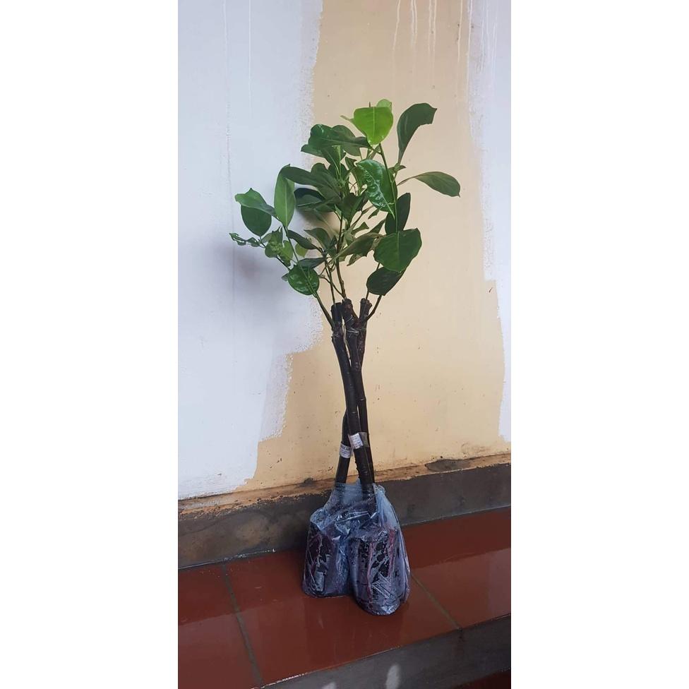 CÂY GIỐNG MÍT DAI MẬT ỐNG