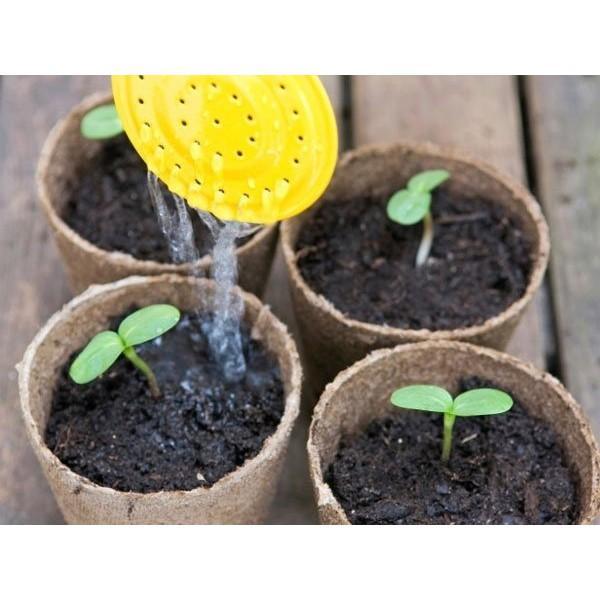 HẠT GIỐNG HOA HƯỚNG DƯƠNG 30 HẠT