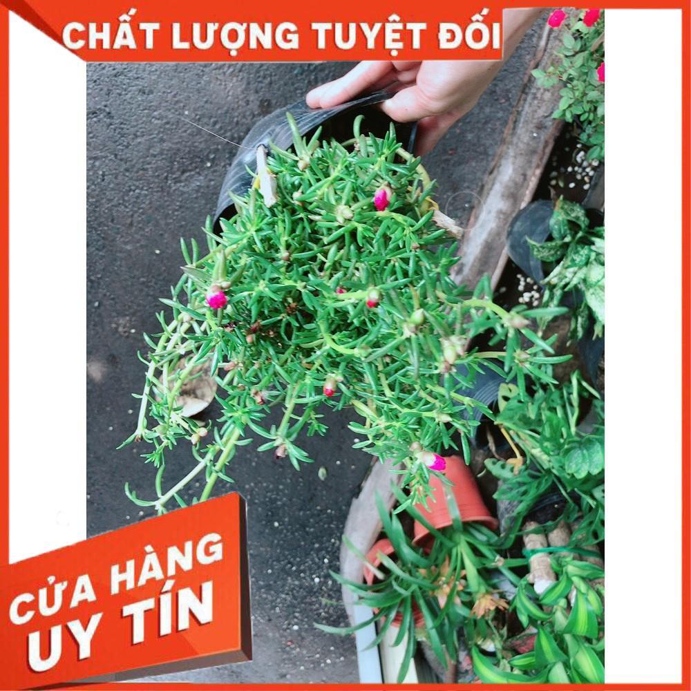 Hoa Mười Giờ Đẹp