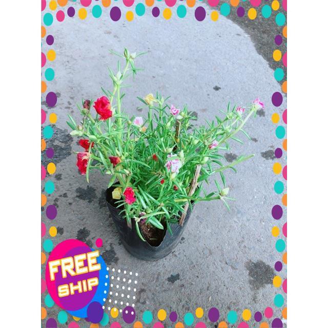 Hoa Mười Giờ Mỹ