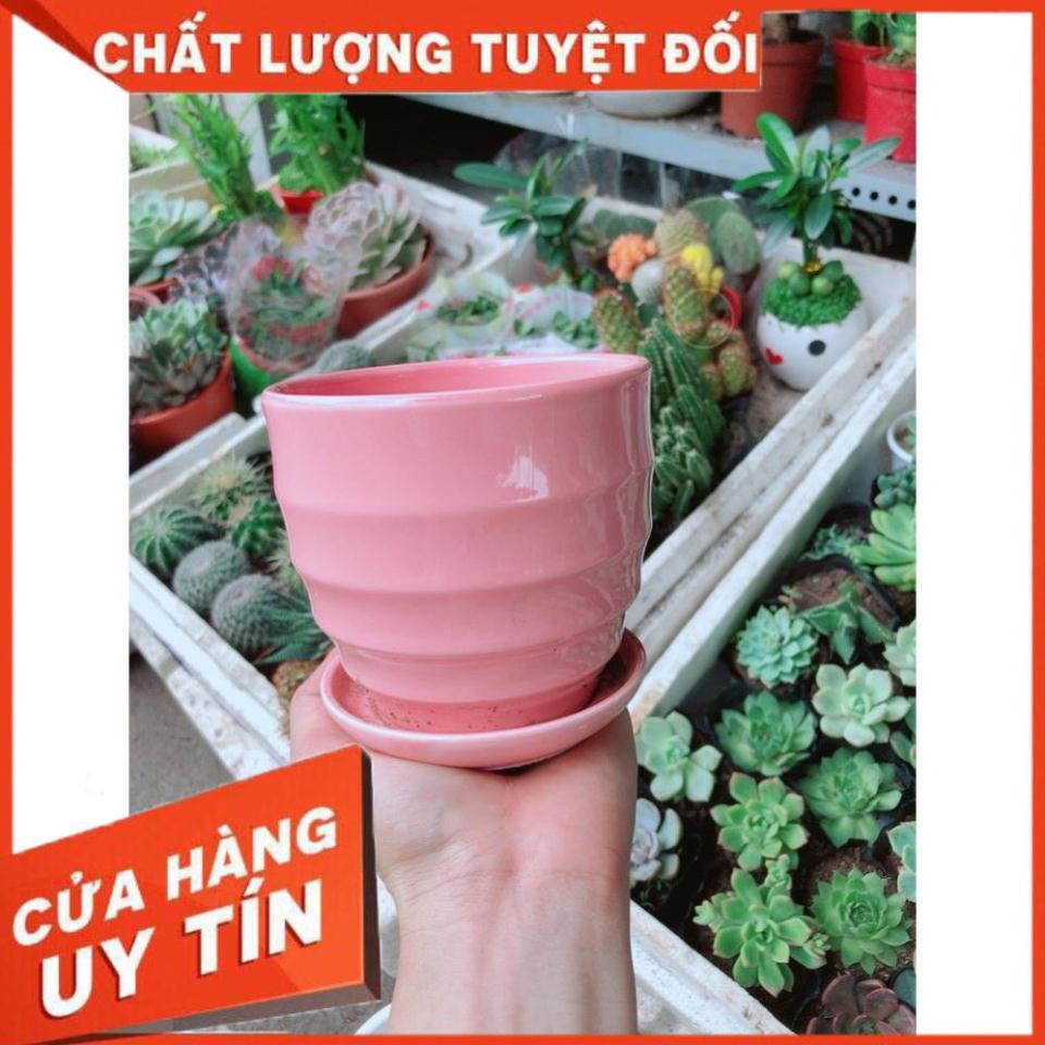 Chậu kiểu hồng có dĩa lót