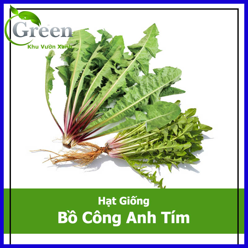 Hạt Giống Bồ Công Anh Tím (50H)