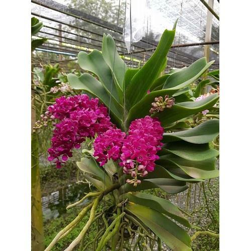 Lan đai trâu nghinh xuân,ngọc điểm đang nứt nụ, hàng gửi di nguyên chậu có đủ mặt hoa, được chọn màu, gái siêu rẻ - LDTC