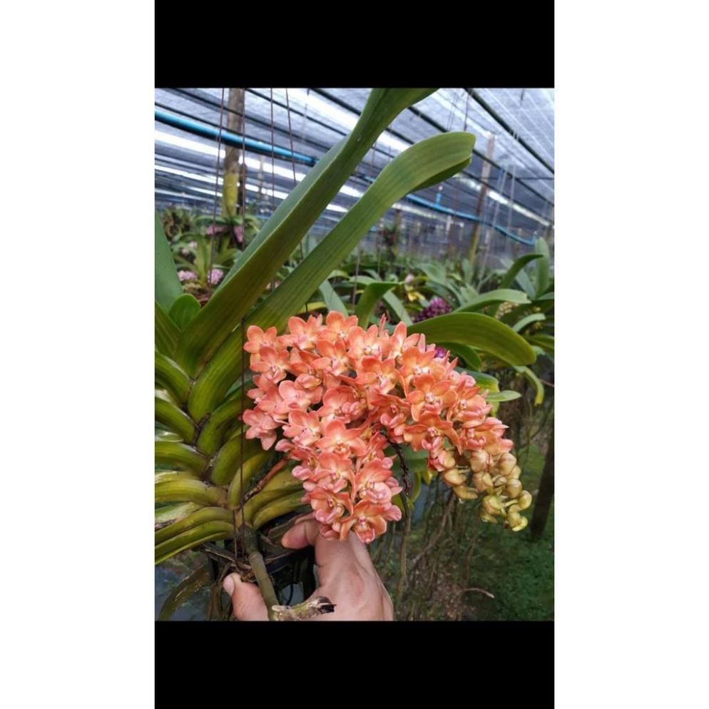 Sản Phẩm chậu đai châu thái 4 cặp lá