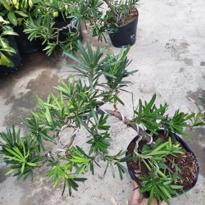 Tùng La Hán mini bonsai để bàn