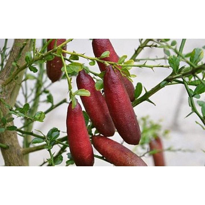 Cây giống chanh ngón tay SIÊU QUẢ, DÒNG QUẢ SỚM, CAM KẾT CHUẨN GIỐNG F1