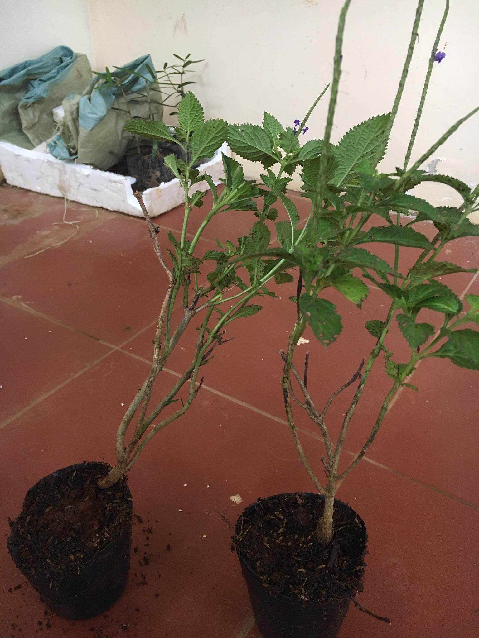 CHUẨN Cây giống Đuôi Chuột
