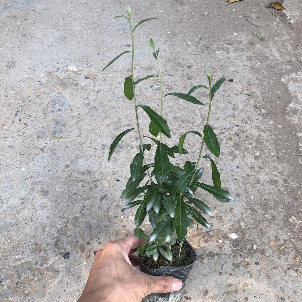 Cây cúc tần ấn độ, chiều cao 30-35cm nhiều ngọn sum suê sức sống tốt, dễ dàng chăm sóc thích hợp làm cây màn che nắng