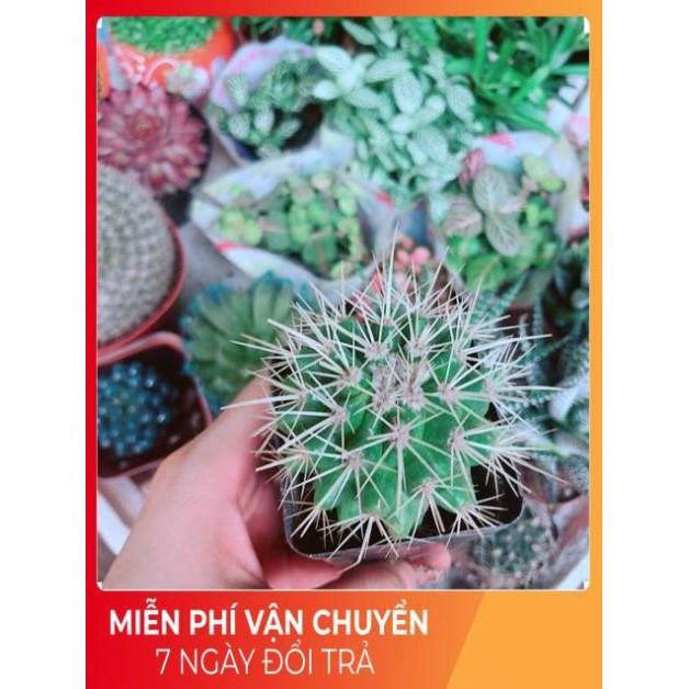 Xương Rồng Kim Hổ