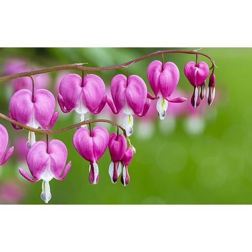 CHẬU CÂY GIỐNG HOA TIGON-LOÀI HOA SIÊU ĐẸP CÓ MÙI THƠM NHẸ,MANG CẢM XÚC TRẦM BUỒN