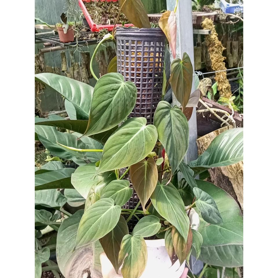Cây trầu bà Philodendron Micans có trụ rêu