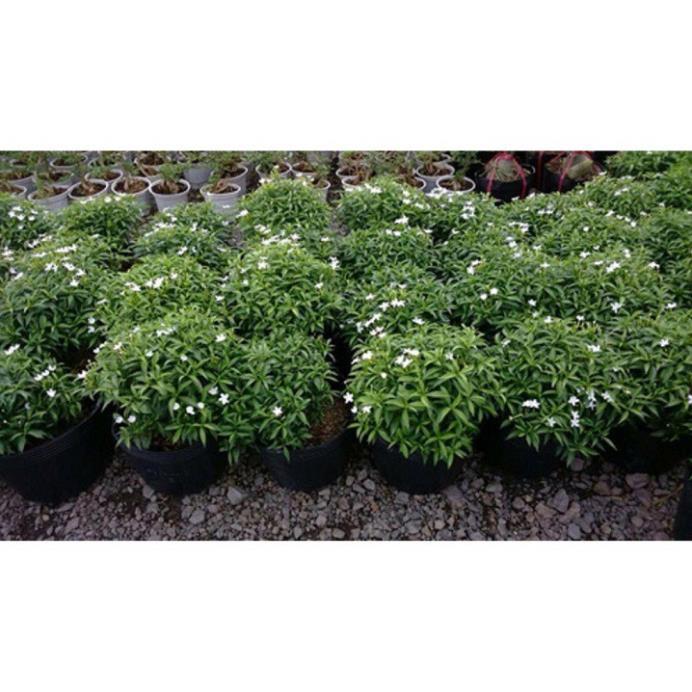 COMBO 10 BẦU CÂY GIỐNG MAI VẠN PHÚC