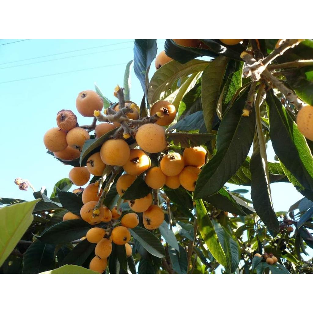 CÂY GIỐNG BIWA GIỐNG MỚI