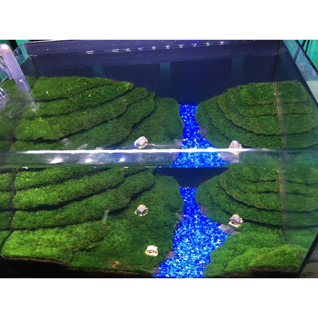 Rêu Minifiss lá nước
