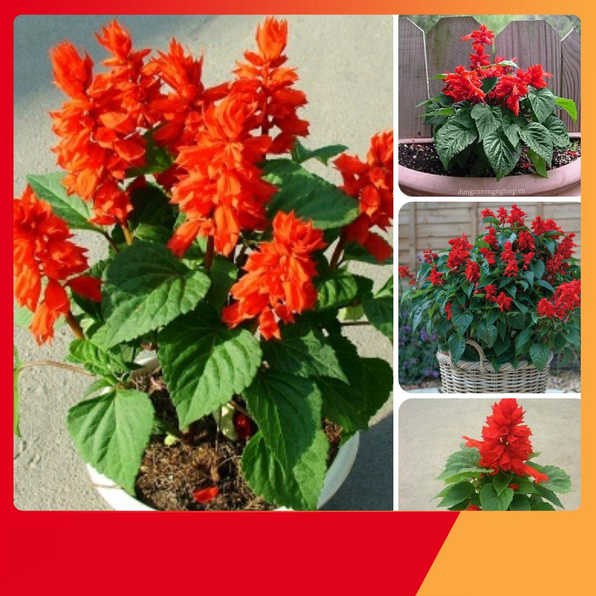 HẠT GIỐNG HOA XÁC PHÁO