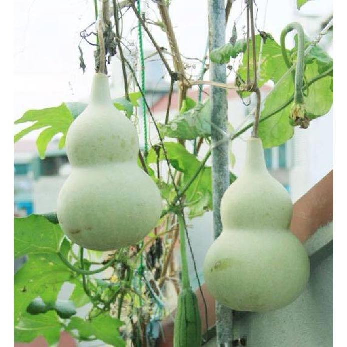 Combo 3 gói Hạt giống bầu hồ lô-gói 5 hạt-tặng kèm gói phân bón lót