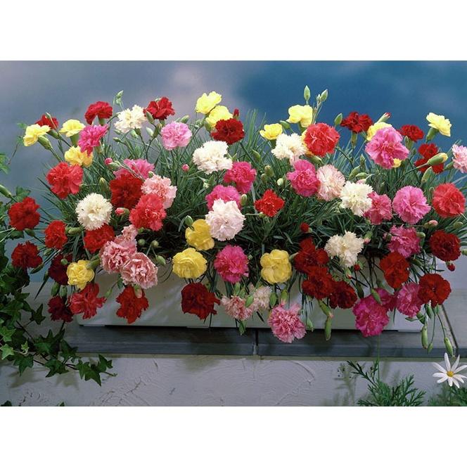 Hạt Giống Hoa Cẩm Chướng Nhiều Màu CT412 - Gói 50 hạt