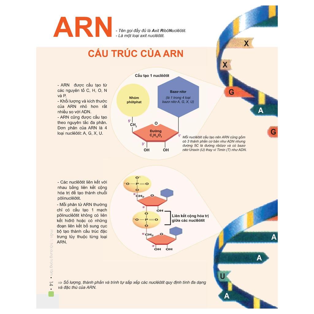 Sách - Combo Đột phá 8+ thi THPT Quốc gia môn Toán Hoá Sinh - Tập 1