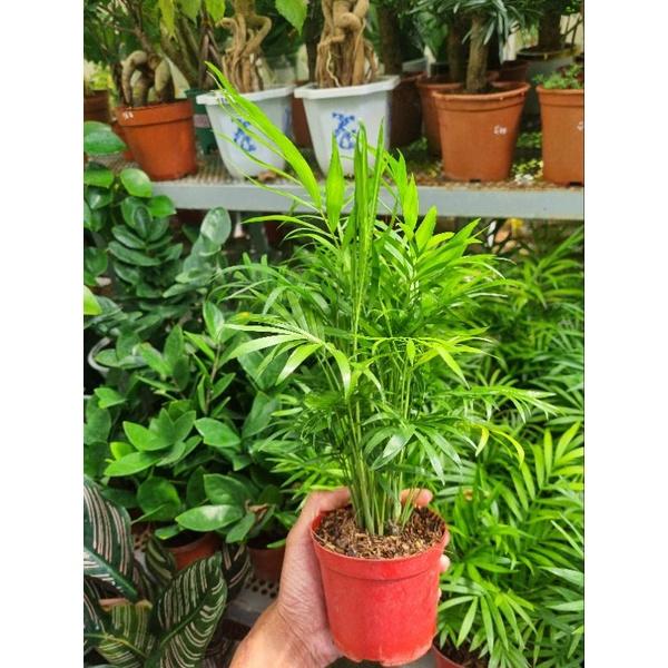 Cây cau tiểu châm - chậu nhiều thân