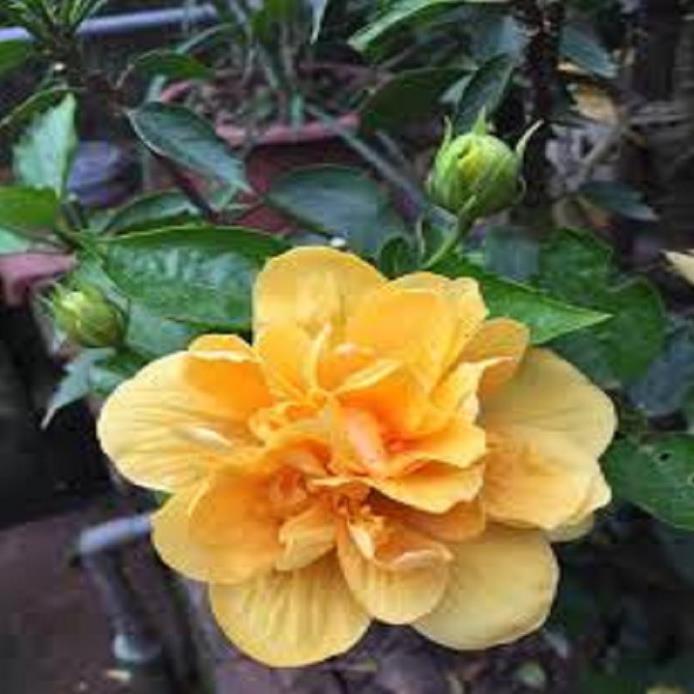CHẬU CÂY DÂM BỤT LÙN CÁNH KÉP MÀU VÀNG