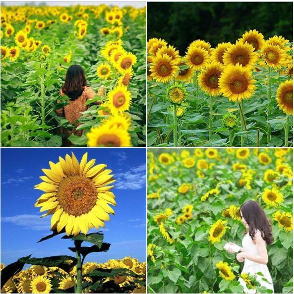 Hạt giống hoa hướng dương cao 120cm 30 hạt/gói