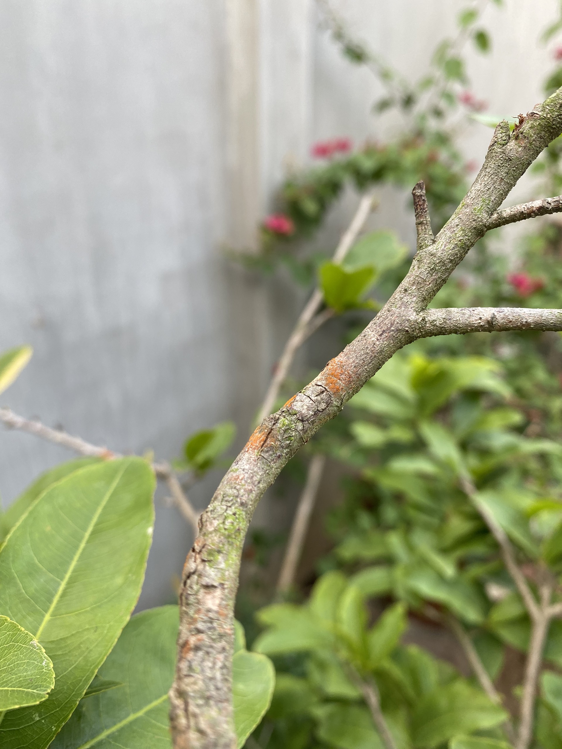 THUỐC TRỪ BỆNH GỐC ĐỒNG, TRỊ NẤM + VI KHUẨN, TẨY RONG RÊU - DR.PHOENIX GÓI 50GAM