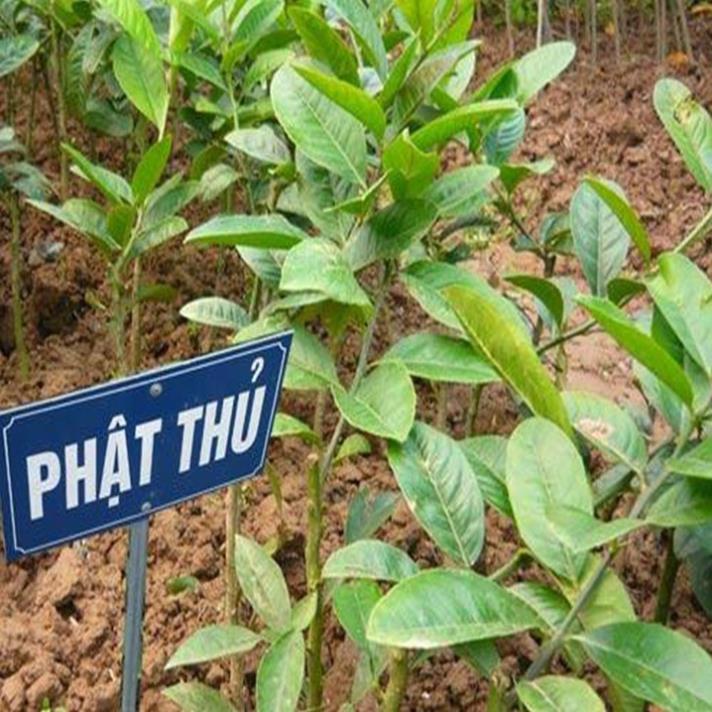 combo 2 cây giống phật thủ - cây phong thủy