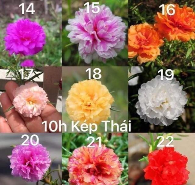 Combo 10 màu 10h kép mix màu trồng là sống