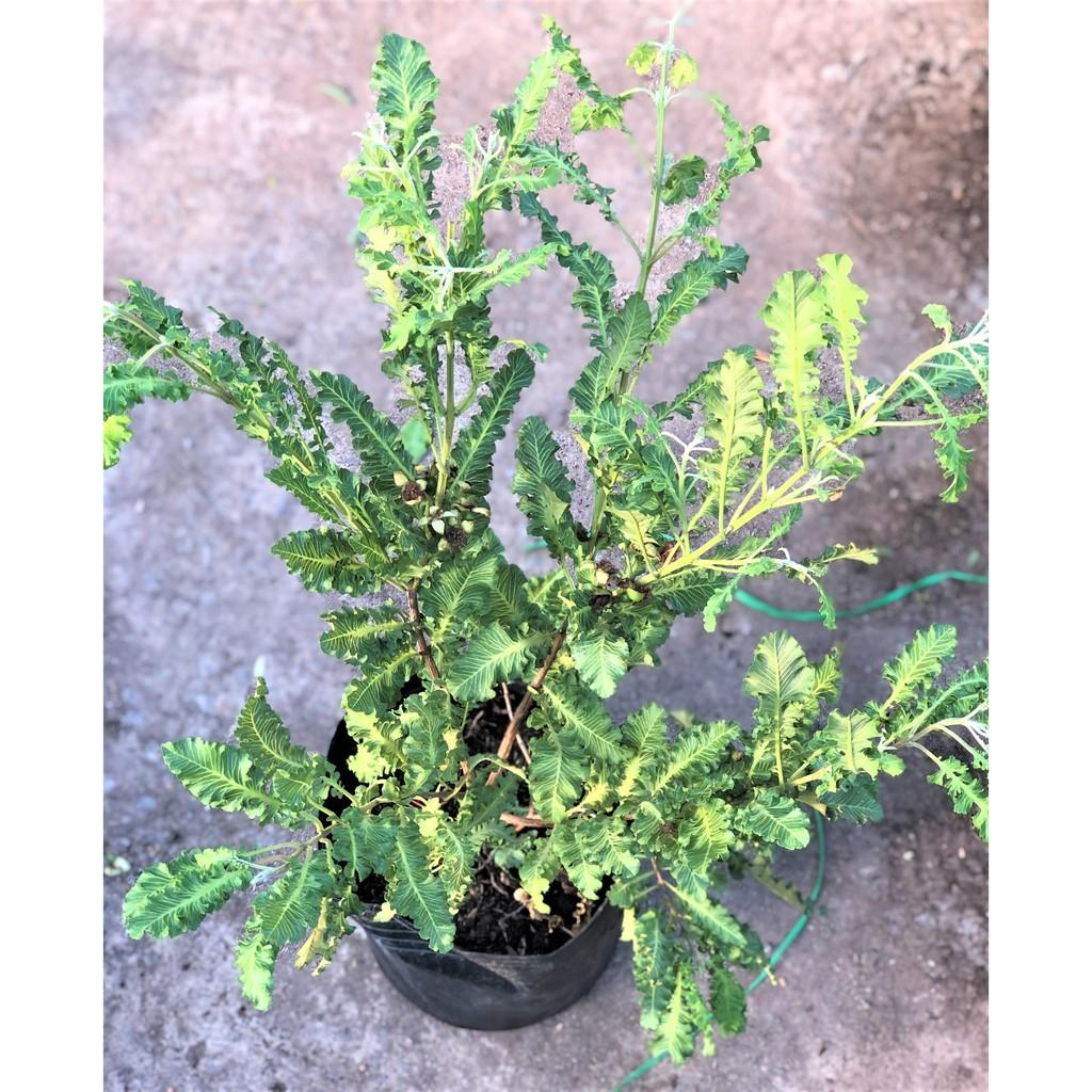 Cây ổi đuôi phụng cao 70-90 cm đã cho trái