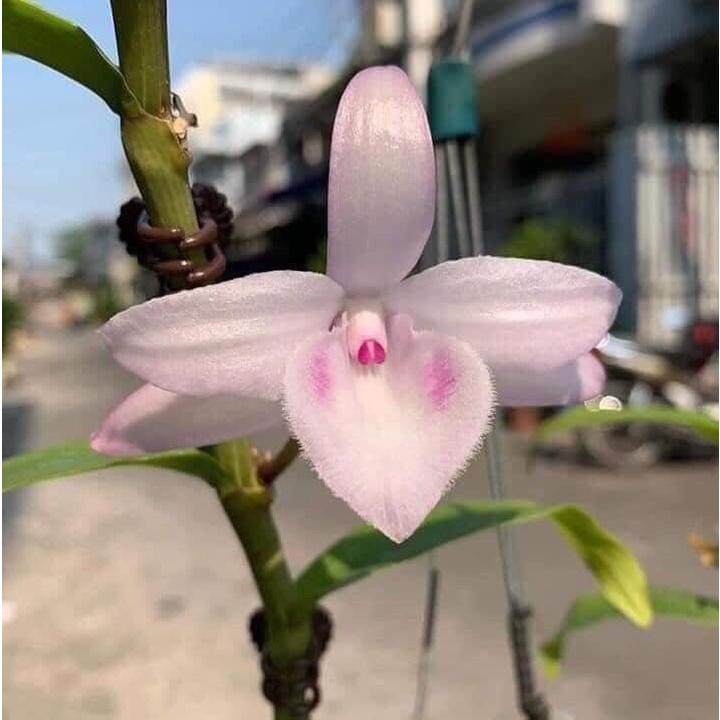 Cốc lan phi điệp đột biến 5 cánh HỒNG MINH CHÂU, hoa cực đẹp, cực hiếm, hàng gieo hạt, cây y hình
