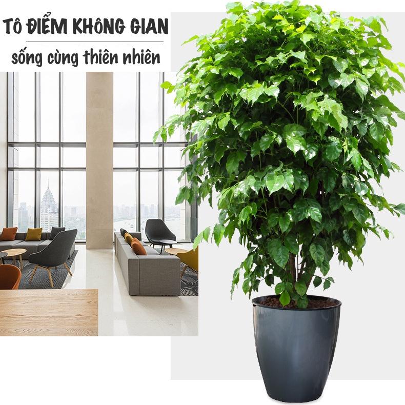 Chậu trồng cây Oliz H103 - Chậu trồng thông minh tự tưới