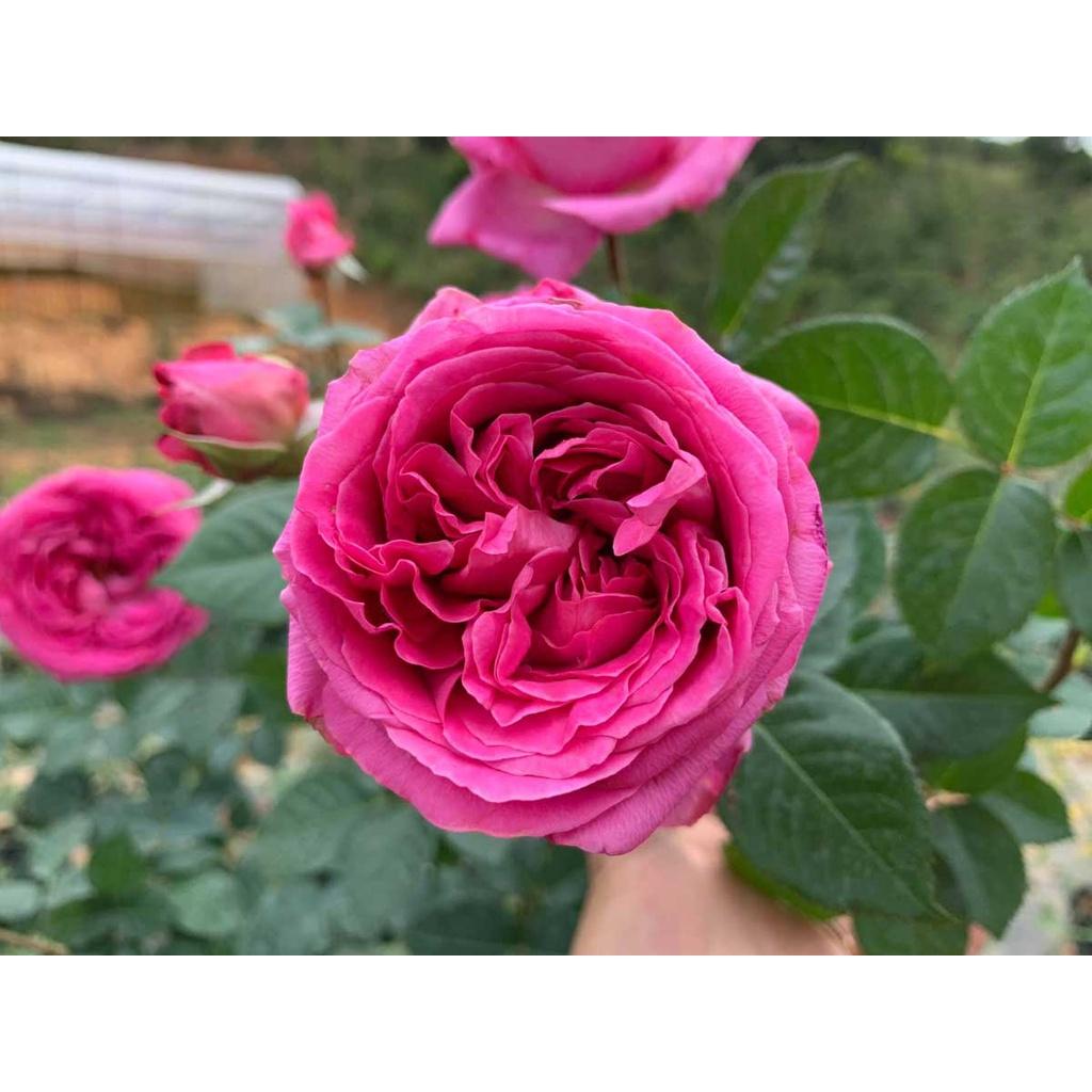 Hoa Hồng Ngoại Bernadette Lafont Pháp - bông to khủng,hương thơm cổ điển