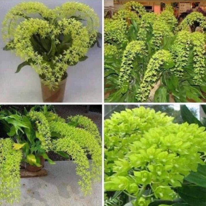 COMBO 5 CÂY GIỐNG VŨ NỮ HOÀNG HẬU, SIÊU ĐẸP