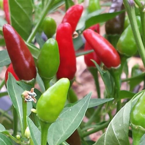 0.1Gr Hạt Giống Ớt Xiêm Thái Lan