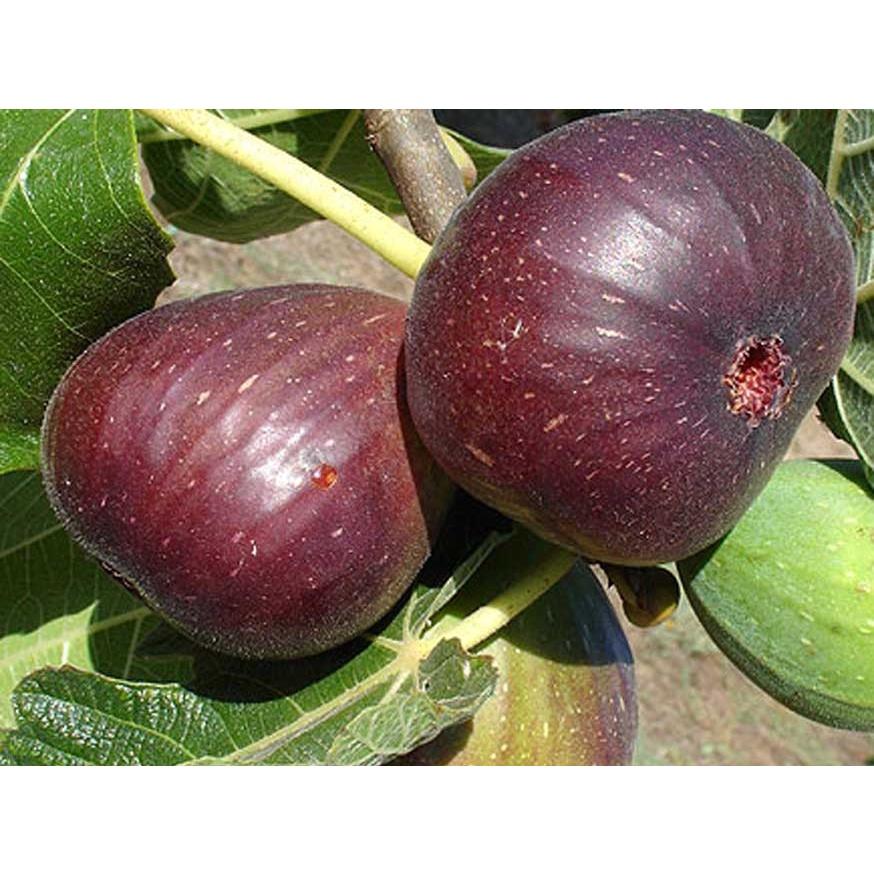 Cây GIỐNG Sung Mỹ Jinaofen