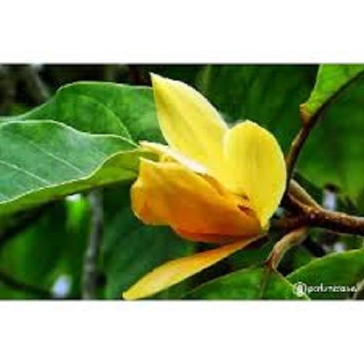 CHẬU CÂY HOA NGỌC LAN HOA VÀNG - CÂY CHOAI LỚN, SẮP HOA