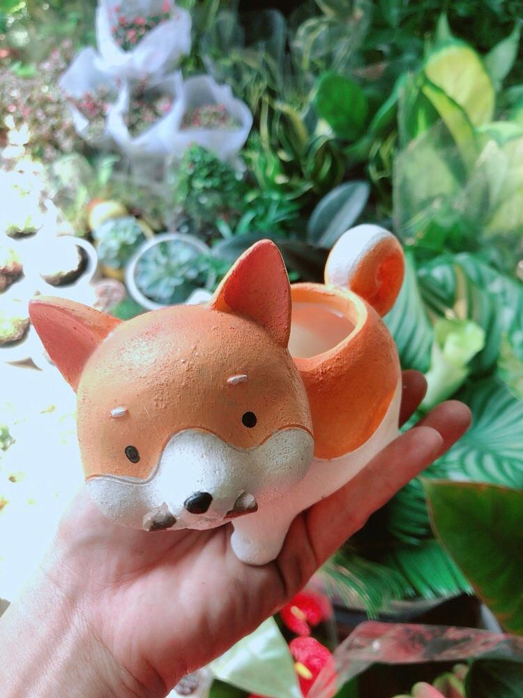 Chậu Trồng Cây