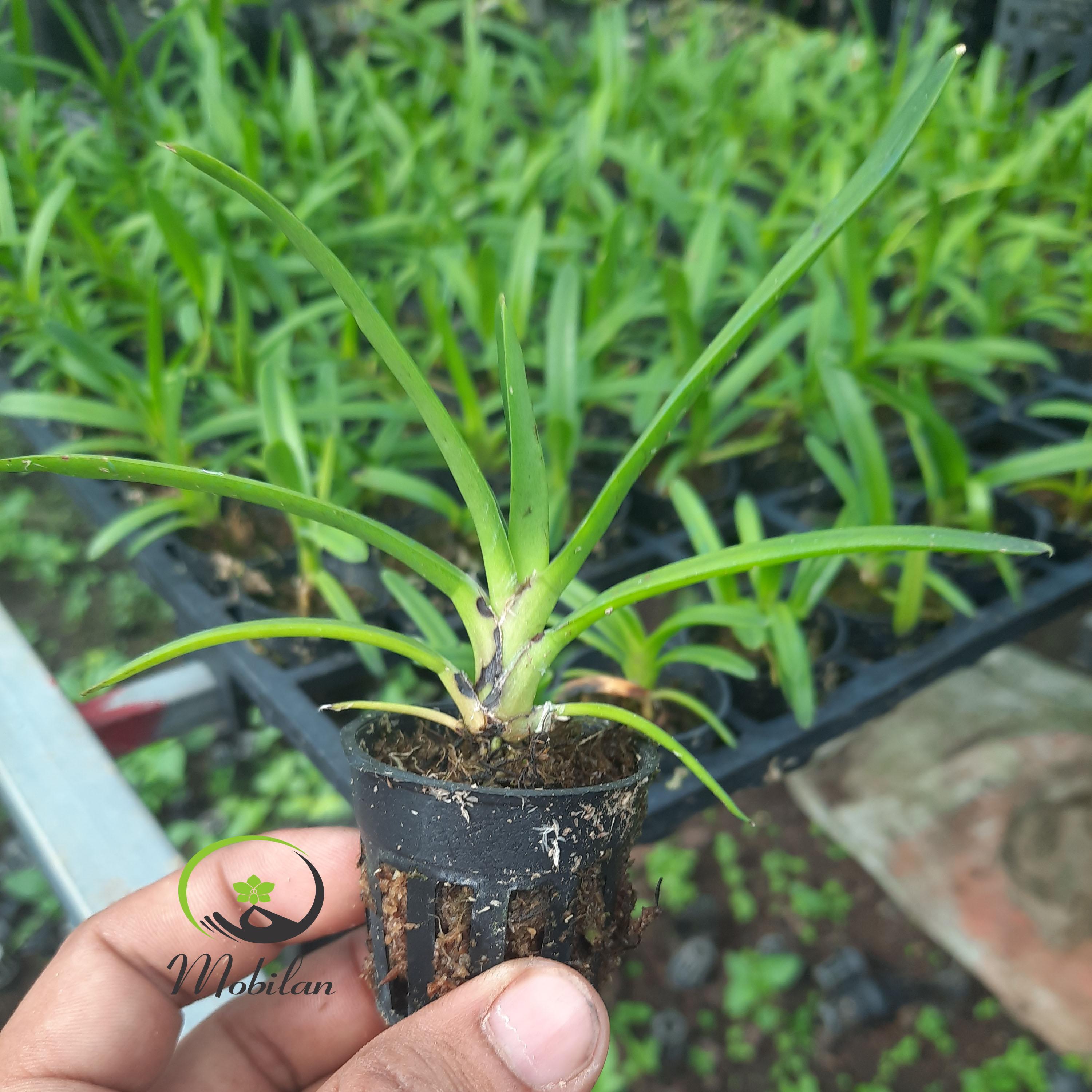Hoa lan kiếm, Lan kiếm HOÀNG LONG X PHAN TRÍ
