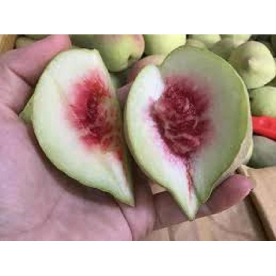 CHẬU CÂY ĐÀO ĂN QUẢ SIÊU NGỌT,SIÊU QUẢ-DÒNG QUẢ SƠM CAM KẾT GIỐNG CHUẨN F1 + Tặng 01 cây dâu da đất