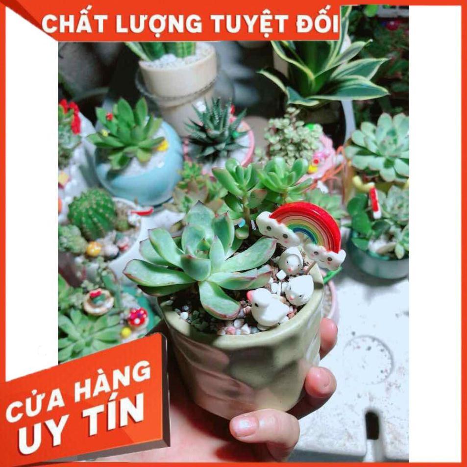 Chậu sen đá tiểu cảnh Nhiều Người Mua