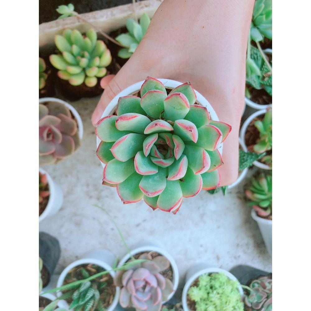 Combo 10 cây sen đá