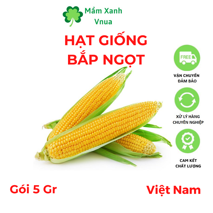 Hạt Giống Bắp Ngọt MV88 - Năng Suất Cao, Thơm Ngon - Gói 5gr