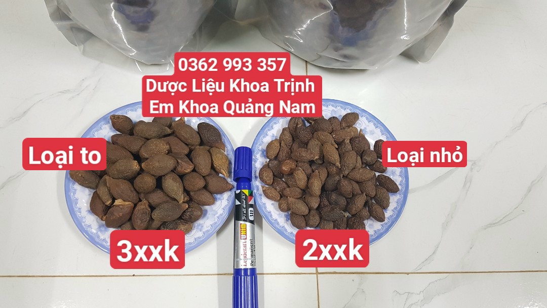 Đặc Sản Kon Tum - (Cho Xem Hàng) Hạt Đười Ươi Kon Tum Loại 1 Đặc Biệt Tỉ Lệ Nở 100% - Bịch 200G - OCOP 3 Sao